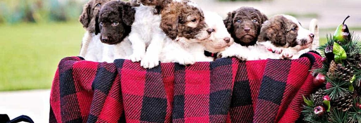 San Diego Goldendoodles